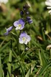 Veronica serpyllifolia