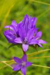 Campanula glomerata