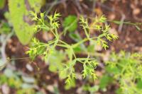 Euphorbia exigua