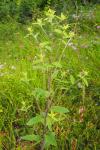 Inula conyzae