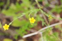 Linum trigynum