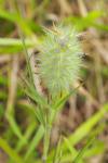 Trifolium angustifolium