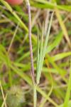 Trifolium angustifolium