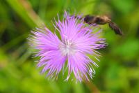 Dianthus hyssopifolius