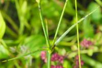 Dianthus hyssopifolius