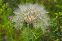 Tragopogon pratensis