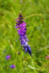 Vicia cracca