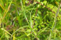 Tragopogon pratensis