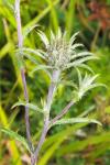 Carlina vulgaris