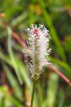 Plantago media