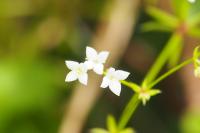 Galium pumilum