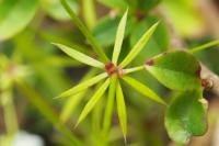 Galium pumilum