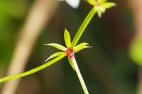 Galium pumilum