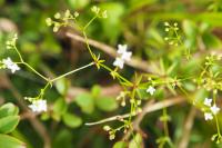 Galium pumilum