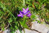 Campanula glomerata