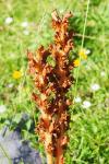 Orobanche