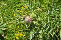 Cirsium eriophorum
