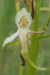 Platanthera bifolia