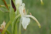 Platanthera bifolia