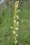 Platanthera bifolia