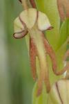 Orchis anthropophora