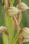 Orchis anthropophora