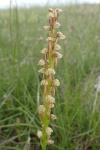 Orchis anthropophora