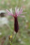 Crupina vulgaris