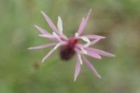 Crupina vulgaris