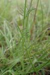 Crupina vulgaris
