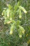 Onosma tricerosperma subsp. fastigiata
