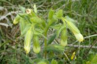 Onosma tricerosperma subsp. fastigiata