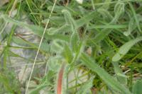 Onosma tricerosperma subsp. fastigiata