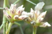 Lotus dorycnium
