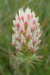 Trifolium incarnatum