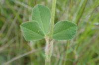 Trifolium incarnatum