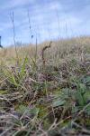 Spiranthes spiralis