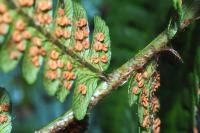 Dryopteris affinis