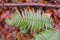 Dryopteris affinis