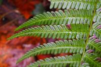 Dryopteris affinis