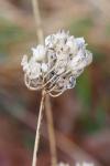 Allium ericetorum