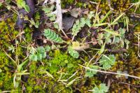 Poterium sanguisorba