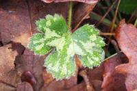 Ranunculus serpens