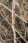 Ulmus minor