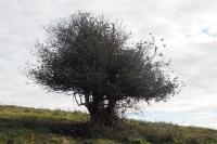 Ilex aquifolium