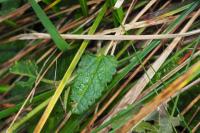 Betonica officinalis