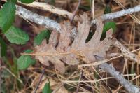 Quercus pyrenaica