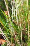 Erica vagans