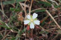 Potentilla montana