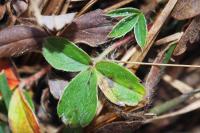 Potentilla montana